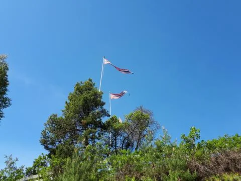 Flags fluttering over tall trees against a blue sky Stock Photos