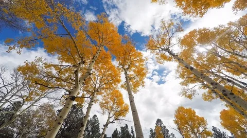 Flagstaff Aspens Fall Time lapse Video stock 122662845