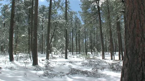 Flagstaff4 Stock Footage 11250254