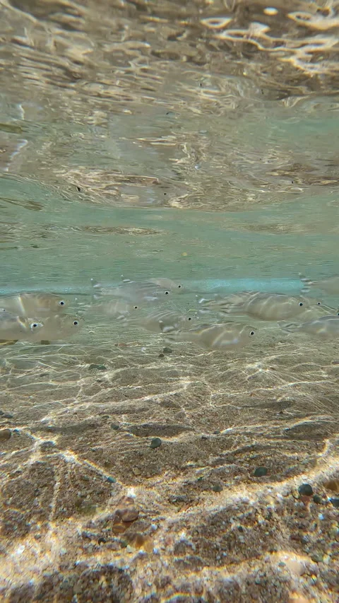 Flagtail fish swim over sand seabed in sun glare in coastal area, blending in Video stock 331305629