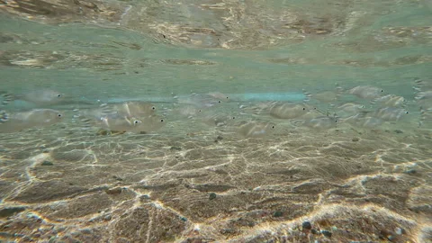 Flagtail fish swim over sand seabed in sun glare in coastal area, blending in Video stock 337450306