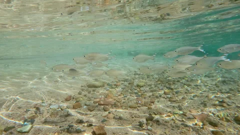 Flagtail fish swim in sandy-stoned shallow blending in with their surroundings, Video stock 331475942