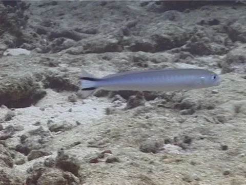 Flagtail tilefish swimming, Malacanthus brevirostris, UP11727 Stock Footage