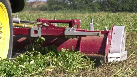 Flailing Potatoes 스톡 동영상 140452212