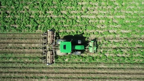 Flailing Potatoes 스톡 동영상 140452220