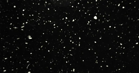 Flakes Of Flying Snow On An Isolated Black Background. Show Falls Into Camera Stock Footage 124620439