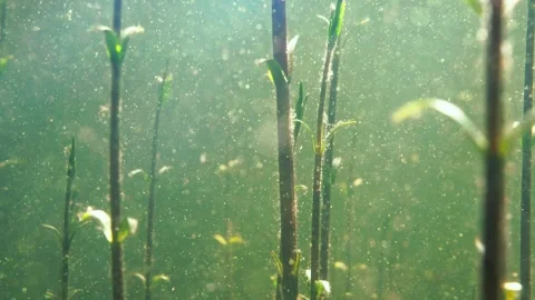 Flakes of pollen floating underwater between Tufted loosestrife stems. Stock Footage 270475788