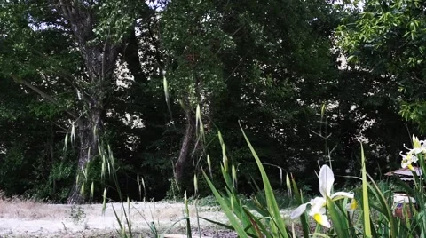 Flakes of poplars in May Stock Footage 63176044