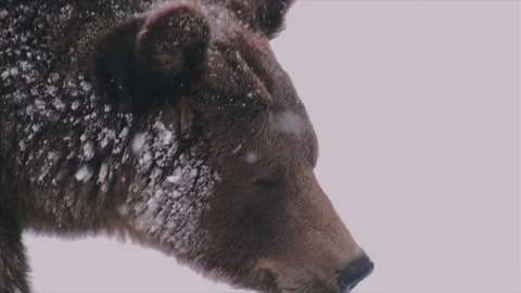The flakes settle on the face of a bear in the winter rush Video stock 221515571