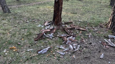Flaking pine bark scattered around a trunk on the forest floor Stock Footage 334068535
