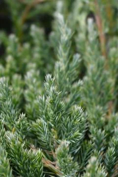 Flaky Juniper Blue Carpet Stock Photos