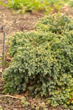 Flaky juniper or Juniperus Squamata plant in Zurich in Switzerland Foto stock