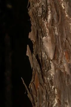 Flaky pine bark 写真素材