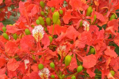 Flam-boyant, The Flame Tree, Royal Poinciana Foto stock