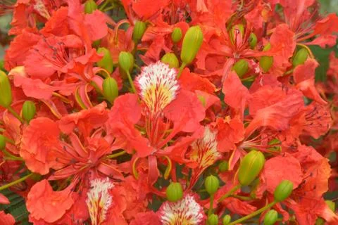 Flam-boyant, The Flame Tree, Royal Poinciana Stock Photos