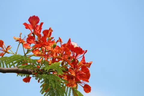 Flam-boyant, The Flame Tree, Royal Poinciana beautiful petal red color with l Stock Photos