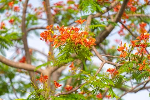 Flam-boyant, The Flame Tree, Royal Poinciana , red yellow flower with green l Stock Photos