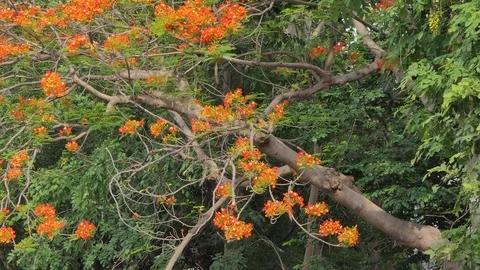Flam boyant in topical rain forest. Stock Footage 108490293