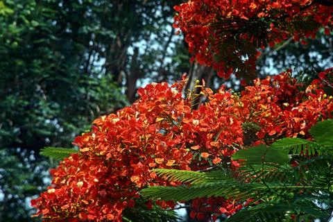 Flam-boyant tree,  orange-red flowering tropical tree Stock Photos