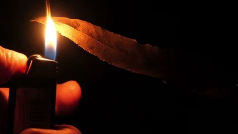 Flam catching a leaf forest fire arson conceptual slow motion Stock Footage 92303960