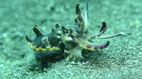 Flambouyant cuttlefish - Lembeh 動画素材 69009227