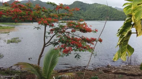 Flamboyán Tree Vidéo 159316194