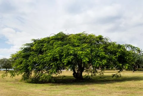 Flamboyan wide tree Stock Photos