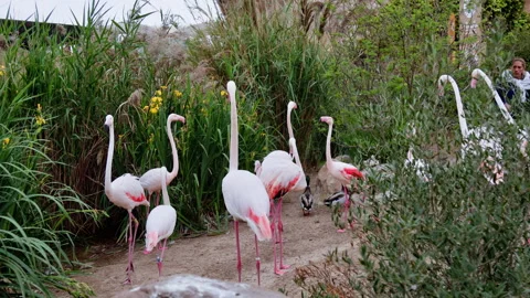 Flamboyance and ducks in The Oceanographic. Stock Footage 274206059
