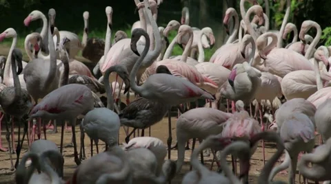 Flamboyance of Flamingos Stock Footage 65784356