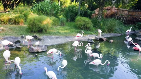 A flamboyance of flamingos Stock Footage 147396518