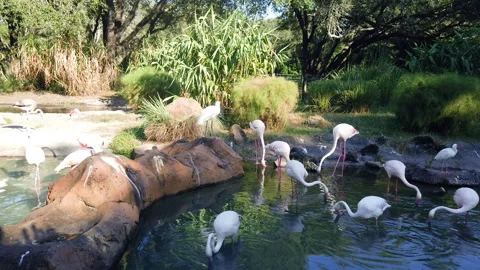 A flamboyance of flamingos Stock Footage 147396548