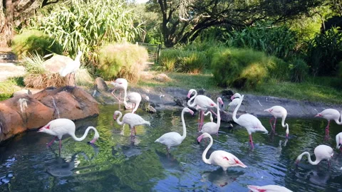 A flamboyance of flamingos Stock Footage 147396739