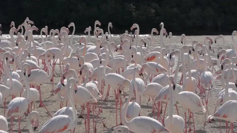 Flamboyance of Flamingos Stock Footage 147724084