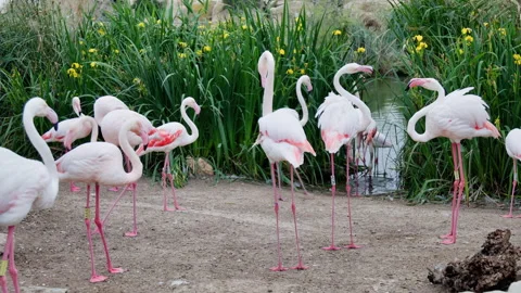Flamboyance resting by water in L'Oceanographic. Stock Footage 274206122