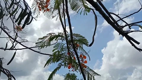 Flamboyant blooms in the clear sky. 動画素材 333896560
