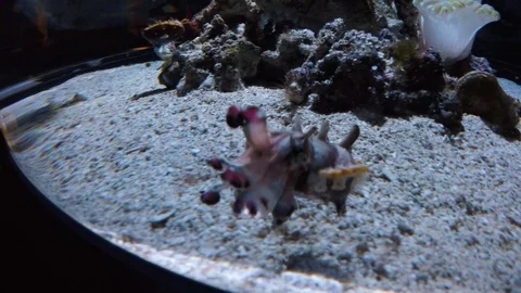 Flamboyant Cuttlefish, 4K Stock Footage 88640755