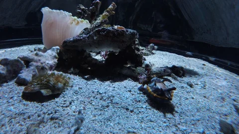 Flamboyant Cuttlefish, 4K Stock Footage 88640774