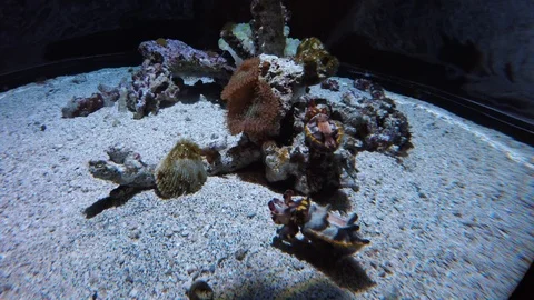 Flamboyant Cuttlefish, 4K Stock Footage 88640808