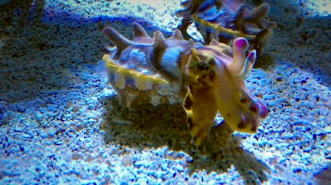 Flamboyant Cuttlefish demonstrate their use of light movement. Stock Footage 67343121