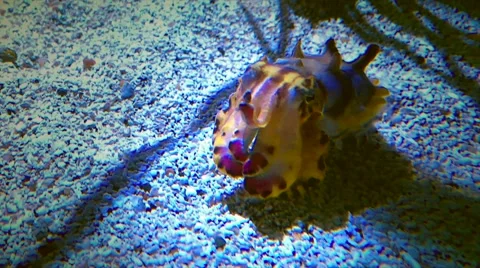 Flamboyant Cuttlefish demonstrate their use of light movement. Stock Footage 67343282