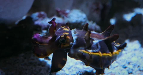 Flamboyant Cuttlefish demonstrate their use of light movement to communicate Stock Footage 92599944