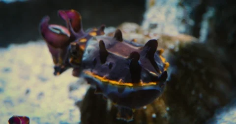 Flamboyant Cuttlefish demonstrate their use of light movement to communicate Stock Footage 92609579