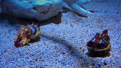 Flamboyant Cuttlefish demonstrate use of light movement to communicate. Stock Footage 67343858