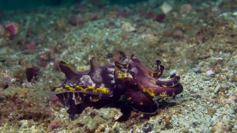 Flamboyant Cuttlefish displaying colors Stock Footage 72247316