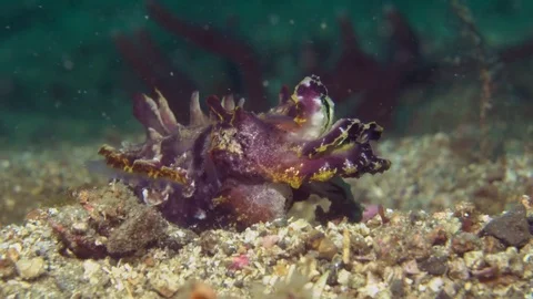 Flamboyant Cuttlefish displaying different colors 動画素材 72247420