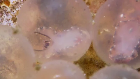 Flamboyant Cuttlefish embryo in egg hatching Stock Footage 72350172