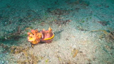 Flamboyant cuttlefish Stock Footage 349986