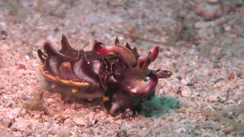 Flamboyant cuttlefish Stock Footage 90653997