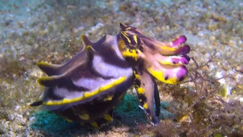 Flamboyant cuttlefish Stock Footage 90654302