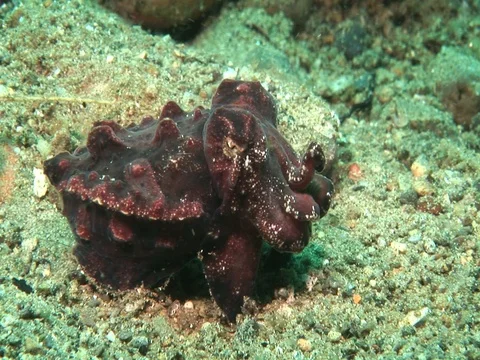 Flamboyant Cuttlefish Stock Footage 98699286